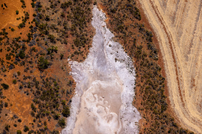 Regrowth, Yarra Yarra, WA - Anthony Ponzo [anthonyp.com.au]